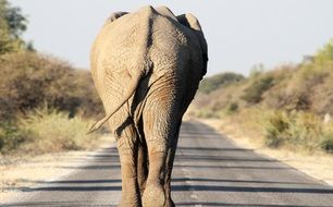 Elephant walking away on Road, namibia, Etosha National Park