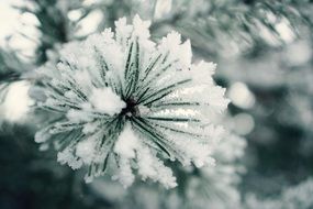 white snow on a furry branch of spruce