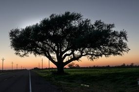 tree at sunset in texas
