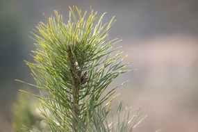 Pine Needles