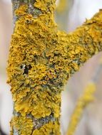 yellow lichen on a tree trunk