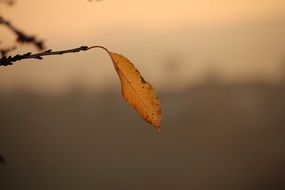 lonely autumn leaf on a branch