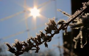 hoarfrost on a branch against the morning sun