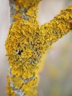 yellow lichen on the tree trunk