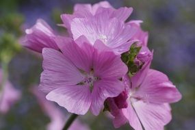 Violet Purple