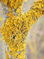 yellow tree lichen