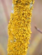 yellow lichen on the tree bark
