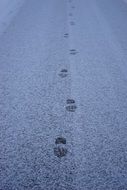 footprints of a man on a snowy road