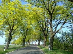 paved country road through the trees in dahme-spreewald