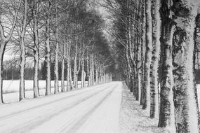 Beautiful landscape with the birch alley in winter