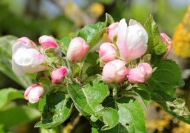 apple tree in bloom in bright sun close up