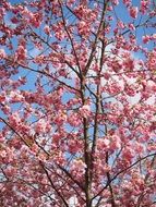 lush japanese cherry tree