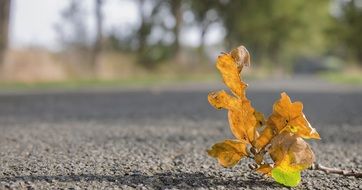autumn leaf on the road close-up on blurred background