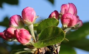 pink apple Tree Blossom close up