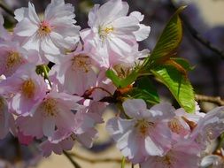 Flowers Branch