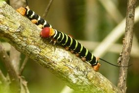 Caterpillar Closeup