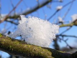 first Snow on a tree close up