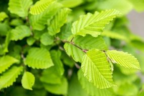 light green hazelnut leaves close-up