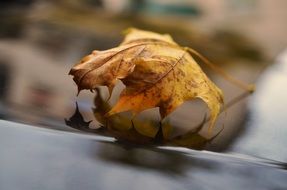 autumn leaf on a car close-up