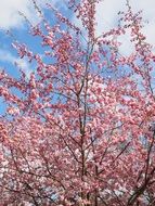 pink ornamental cherry tree