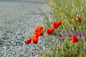 red poppies grow along a country road