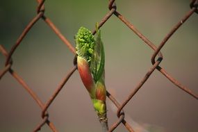 green bud of the plant against the grid