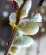 nice Pussy Willow Blossom