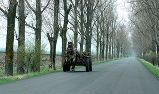 landscape of Horse and cart on the road