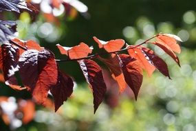 burgundy leaves on a tree branch in October