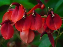 red ornamental flowers