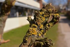 Yellowish Moss on dry wood