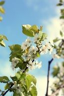 blossoming apple tree branch against the blue sky