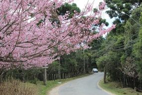 A lot of the different colorful trees near the road