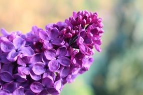 Lilac Spring Bloom