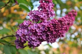 purple lilac as a flowering branch