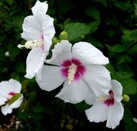 Raindrops on a White and purple hibiscus Flowers