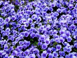 Flowers Pansy Sumire