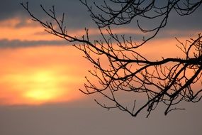 tree opposite the evening sky