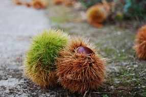 Chestnut Autumn