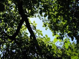 natural shadow of tree leaves