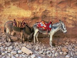 Donkeys for riding