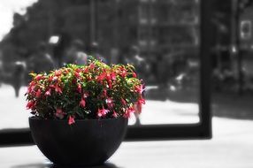 Street red flower Blossom