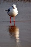 Seagull standing in a water