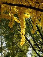 picture of the yellow leafed tree