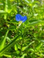 Dayflower Blue