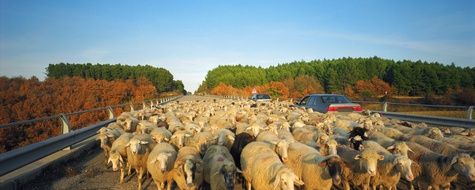 Yangttae Farmer