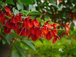 bush with red flowers