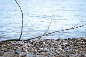 The branch lies on pebbles near the sea