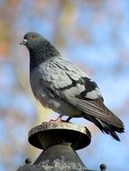 pigeon on a street lamp in Colombia