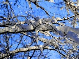 forest tree in snow